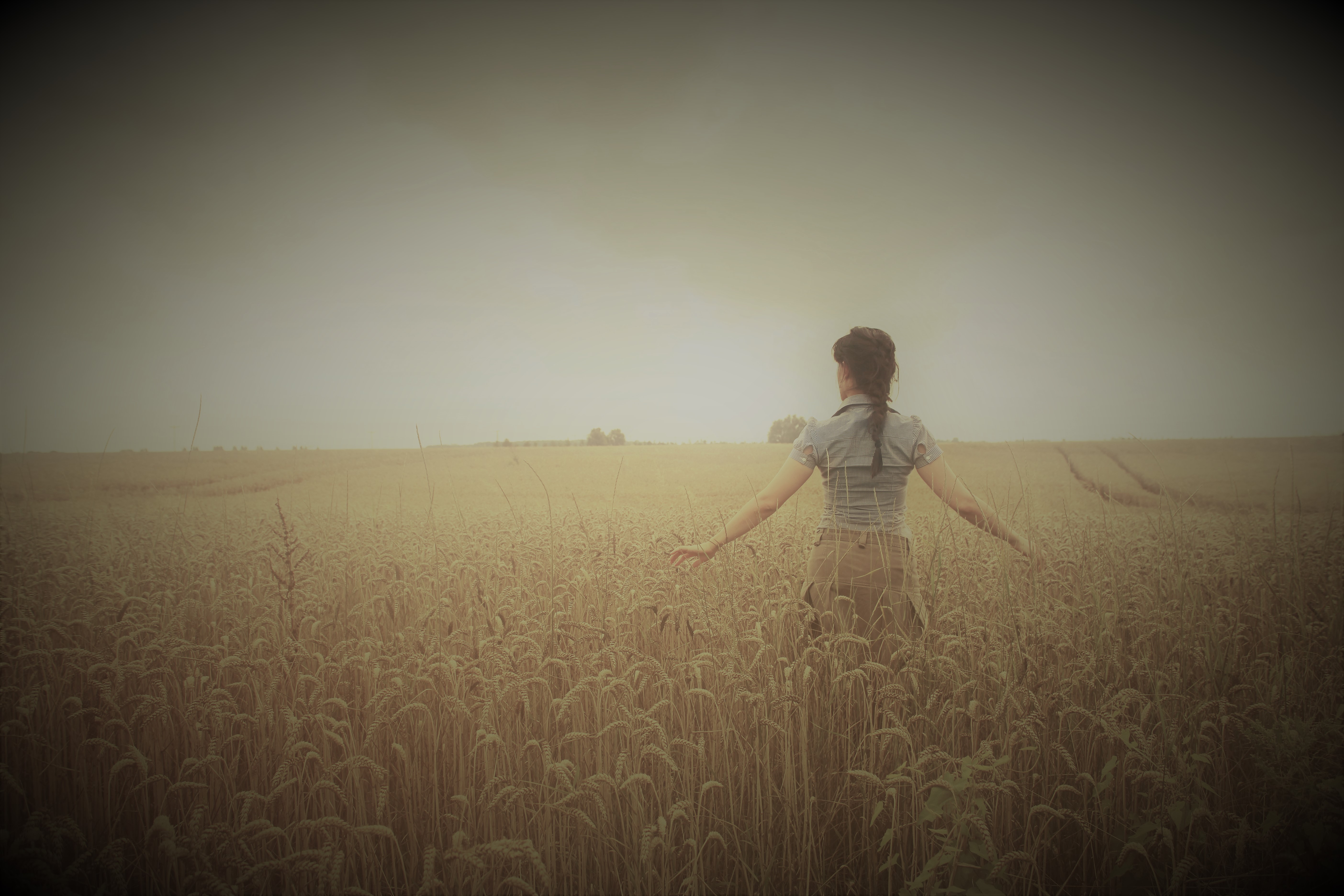 champs de blé NB